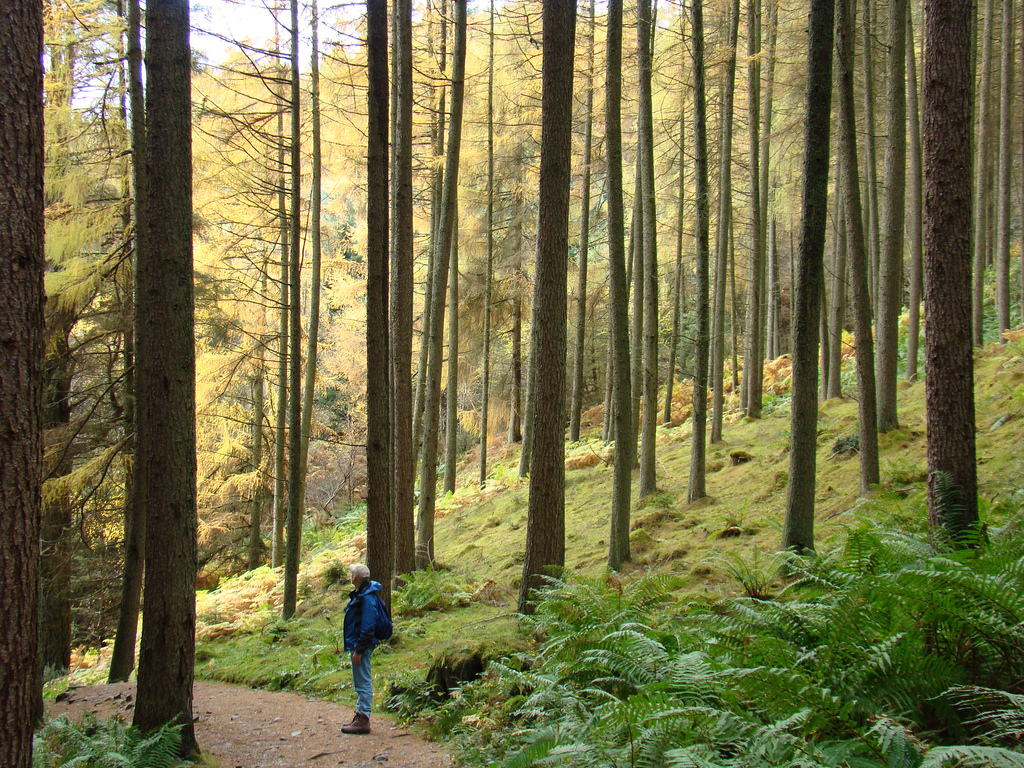 Hiker in forest, Balmaha, Scotland